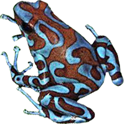Blue & Bronze Auratus